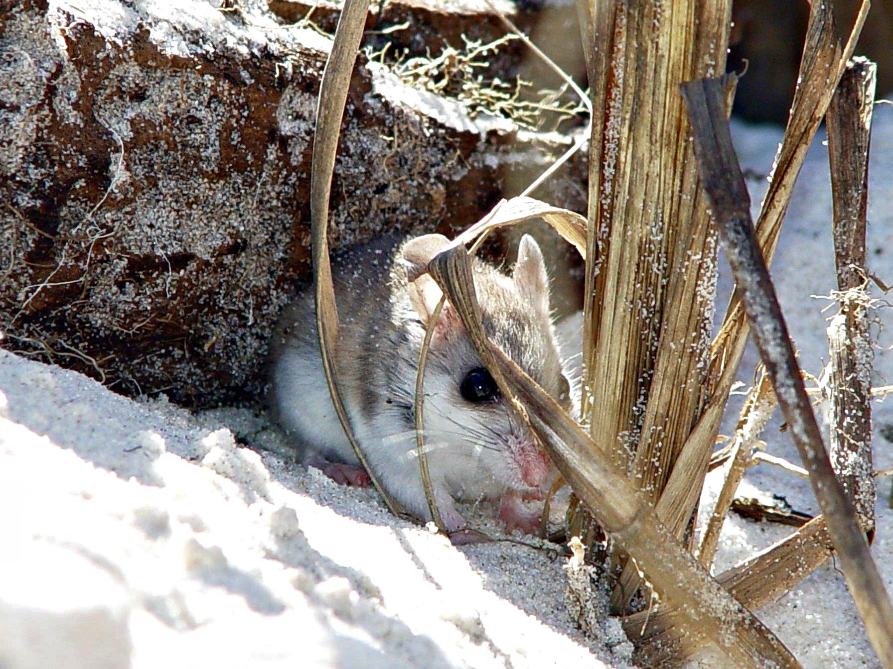 Anastasia State Park Beach Mouse